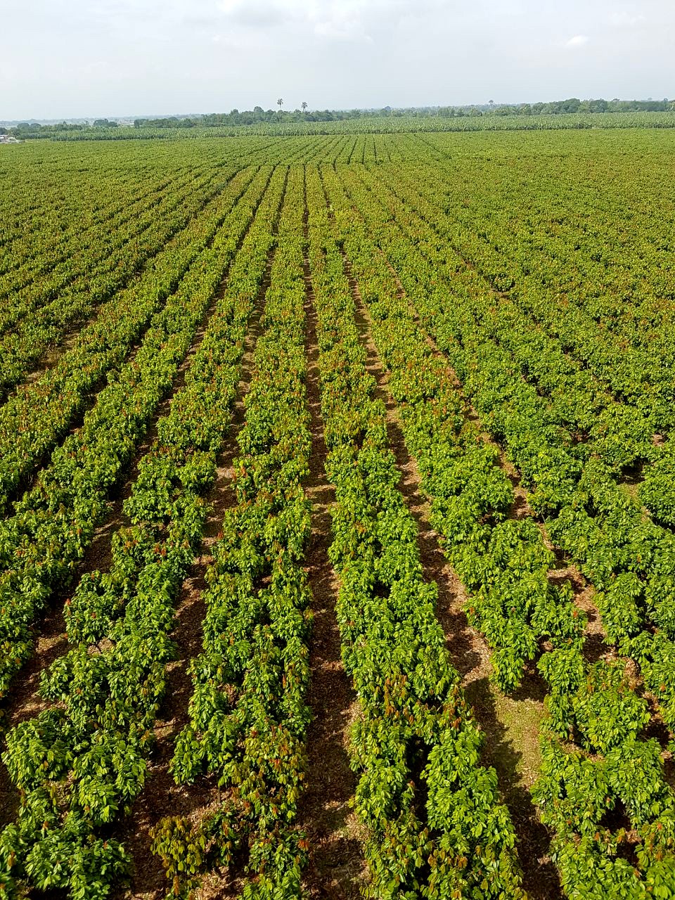 cacao tree field